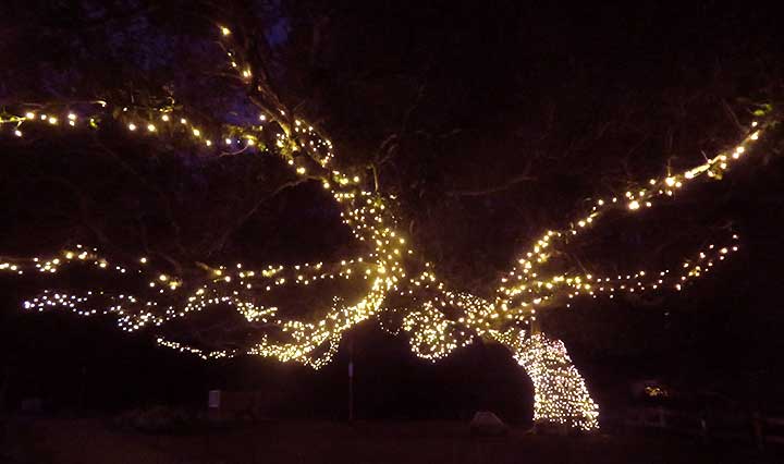 Lights on tree