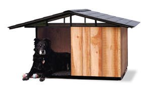 dog in dog house