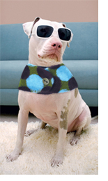 dog with fabric collar