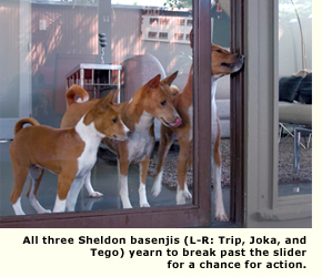 three basenjis looking out a glass dor