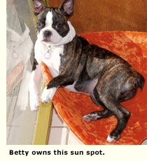 terrier sun bathing