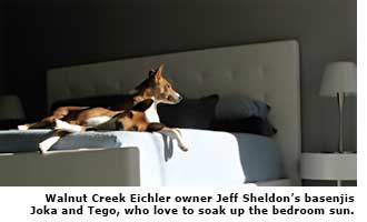 dogs laying on bed in sunlight