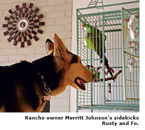 dog and bird