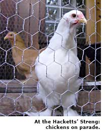chickens