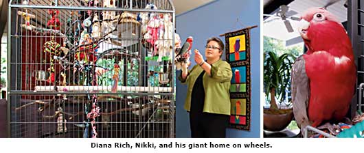 bird cage with owner and close up of bird