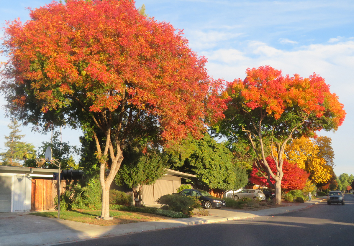 Fall foliage