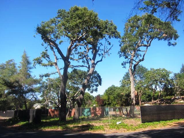 Oaks