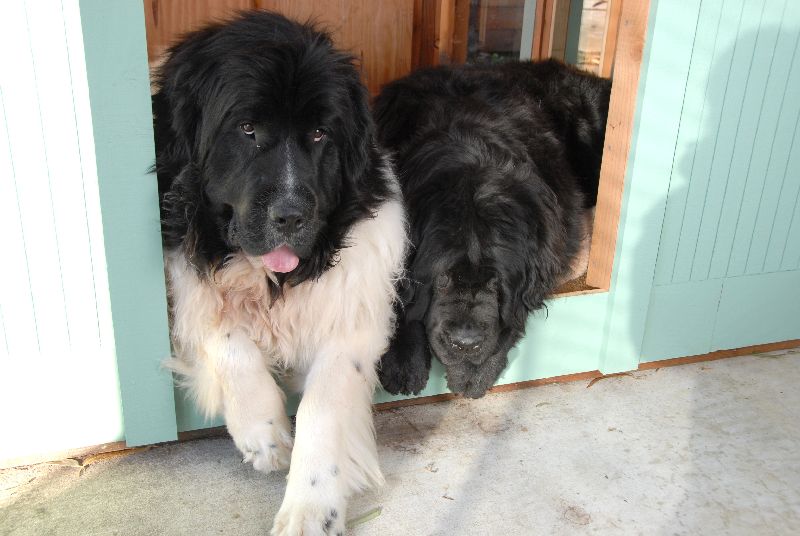 Two dogs
