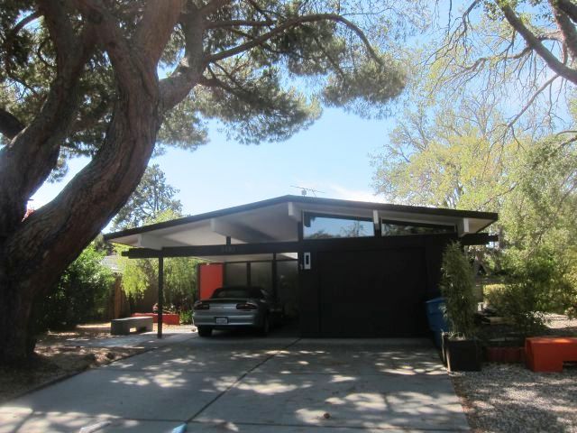 Cork Oak