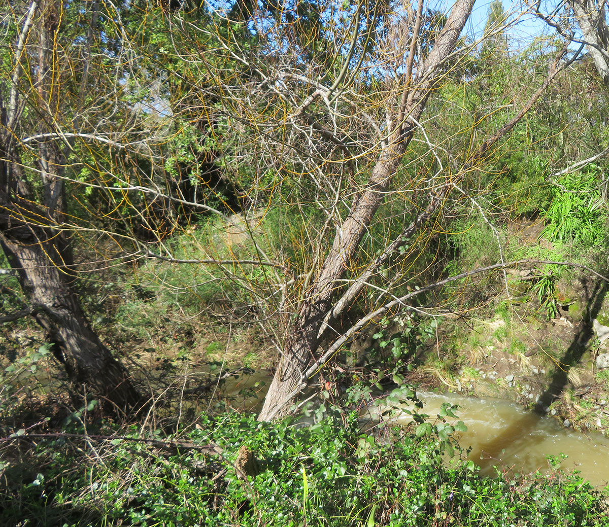 Creek walk