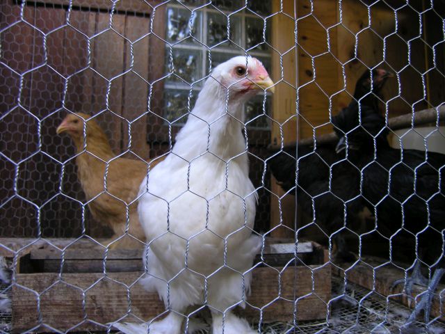 Chicken