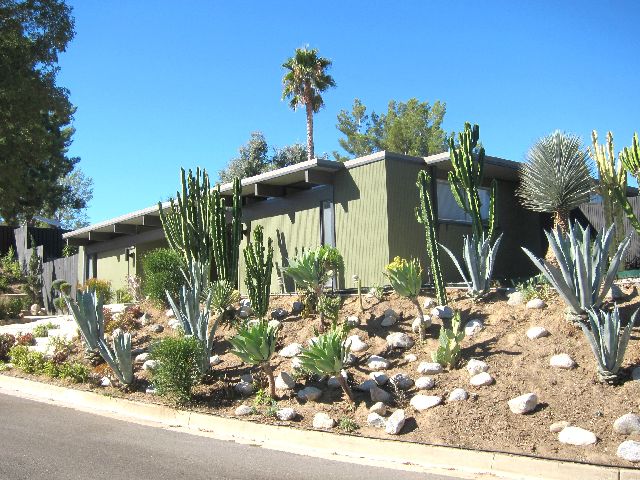 Cacti
