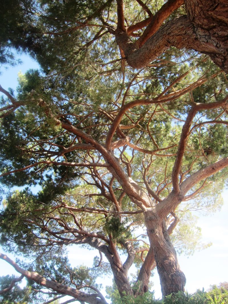 Arboles