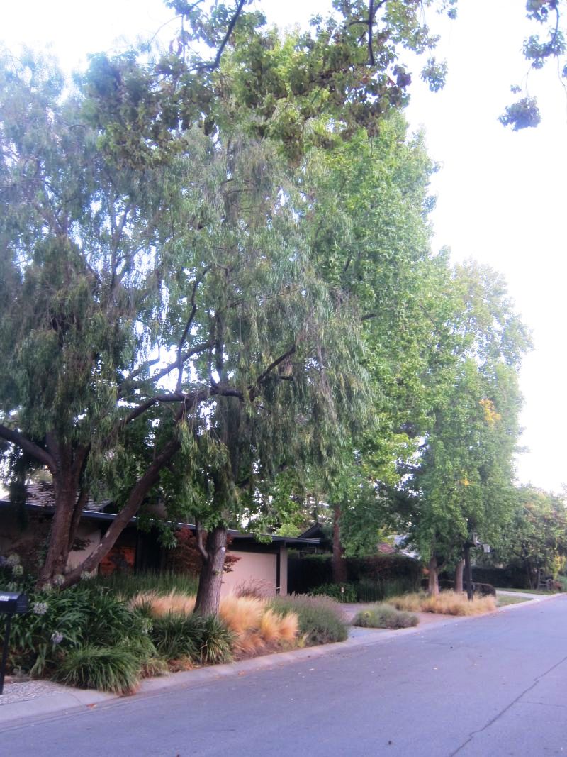 Trees