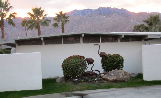 Flamingo