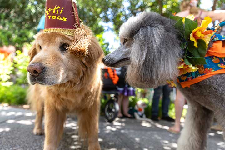 Pooch Parade