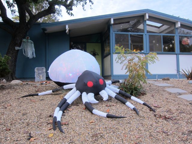 Spider