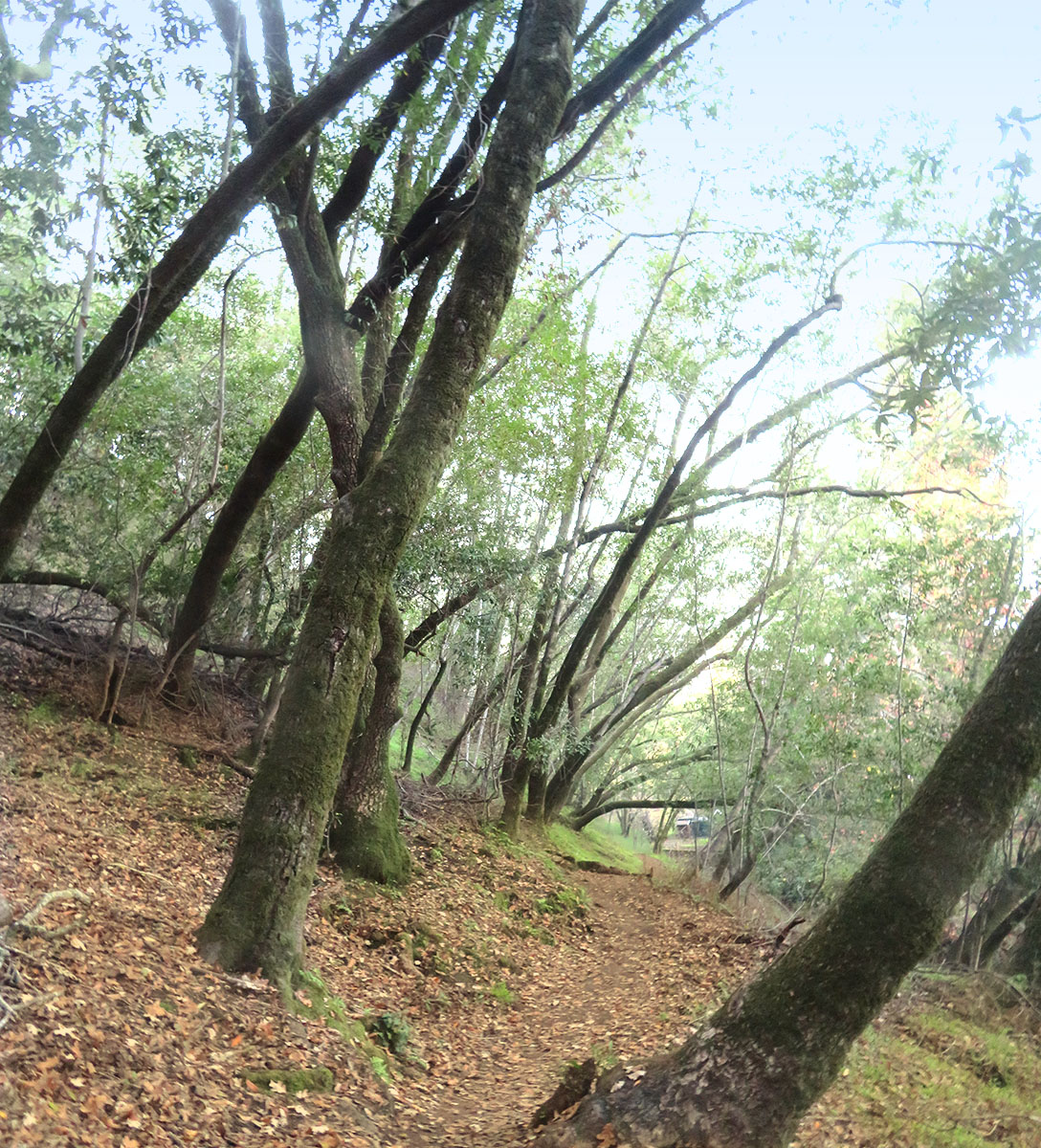 Trees