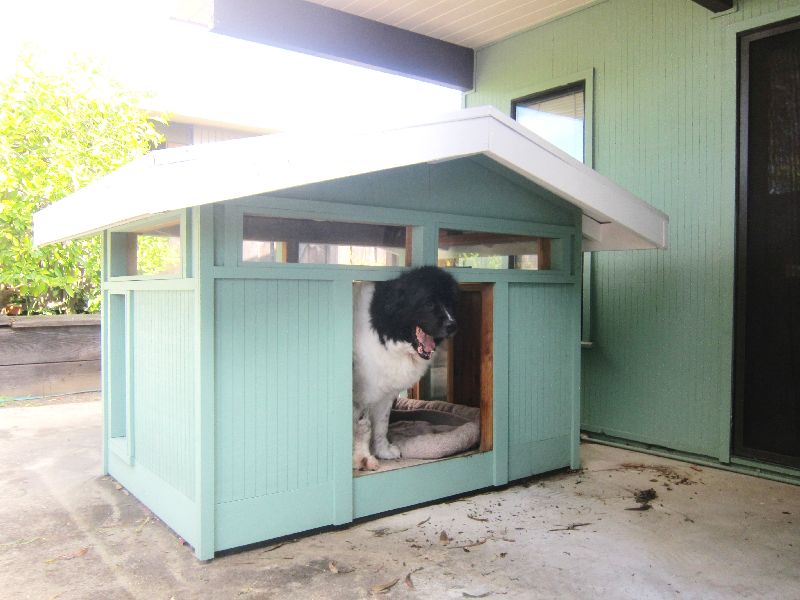 Dog House