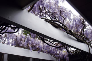 Virginia Mann’s handiwork -- and imposing wisteria  -- have made her atrium a spiritual place. 