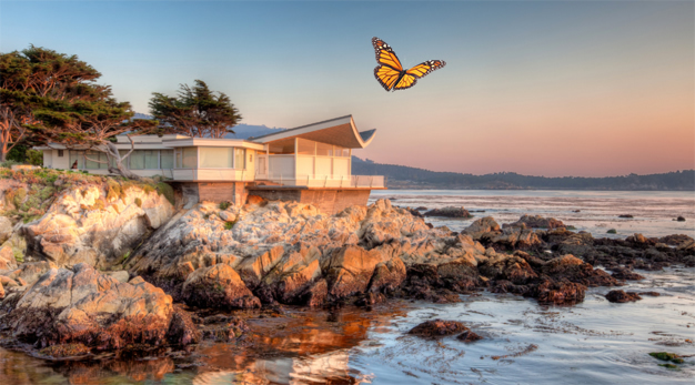 Return of the Butterflies