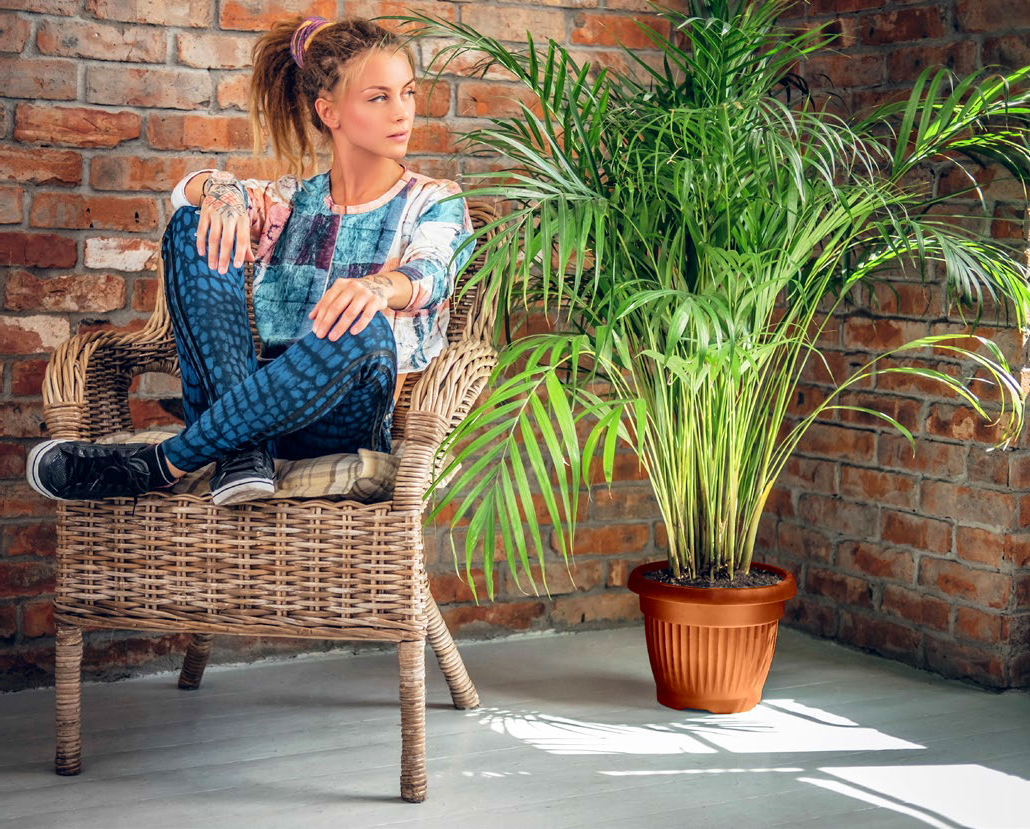 Houseplants