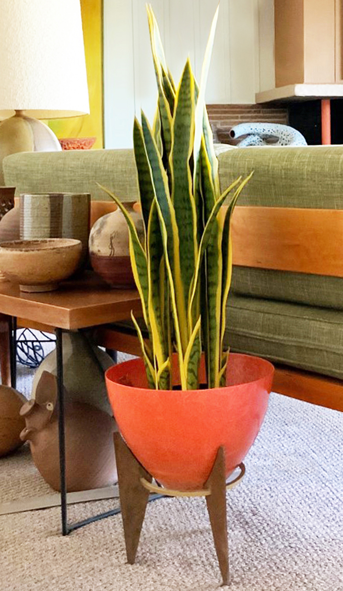 Houseplants