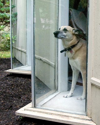 Silbersteins' dog Remy.