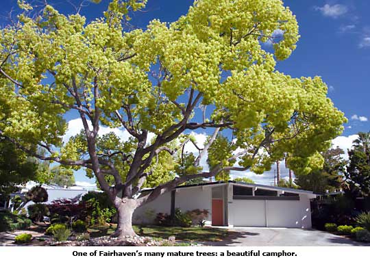 camphor tree