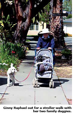 fairhaven san jose resident walking dogs