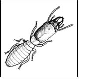 pest control